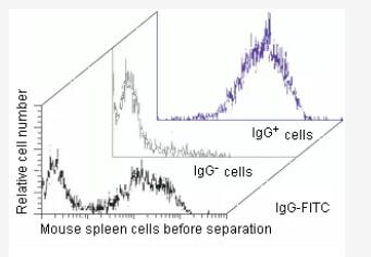 Separation of mouse spleen cells using a FITC-conjugated rabbit anti-mouse IgG antibody, Anti-Rabbit IgG MicroBeads, and a MiniMACS Separator with an MS Column.